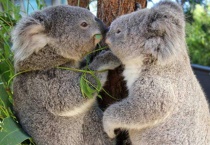 树袋熊寿命有多长