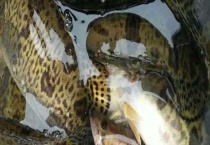 桂鱼是什么鱼？常见种类有哪些？