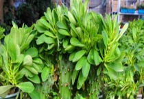 麒麟掌叶子发黄的原因 该如何多久？