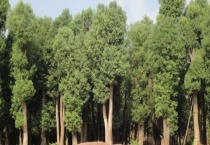 哪些植物被选为河南驻马店市的市树和市花 附当选理由