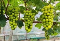 晴王葡萄和阳光玫瑰的区别？