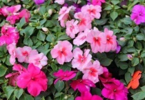 凤仙花几天发芽