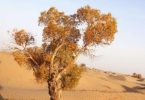 胡杨长在沙漠还是哪里