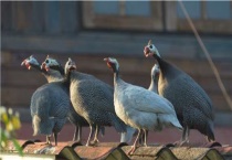 珍珠鸡苗在哪里买得到