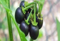 龙葵果可不可以生吃 具体怎么吃