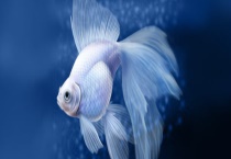 金鱼的繁殖方法 附育苗技术