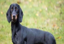 腊肠犬吃什么狗粮？附饲养多久？