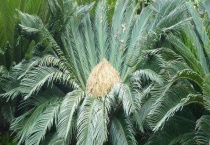 苏铁是什么类植物 栽培方式有哪几种