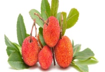 杨梅为什么有虫子？杨梅有虫子还能吃吗？