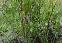 黄芪树是什么样的 附黄芪树的生长习性