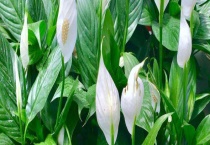 白掌不开花原因及处理办法 白掌的花期