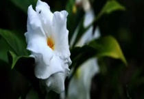 狗牙花和栀子花有什么不同 从科属、树枝、叶子、花朵、花期、花香上区分