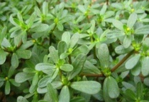 老鼠草长什么样