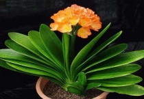 君子兰怎么结种子