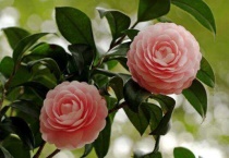 茶花结苞但一直不开花