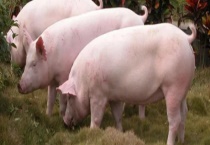 非洲猪瘟的传播途径有哪些 主要有这五种