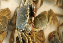 太湖蟹什么时候上市 太湖蟹个头多大