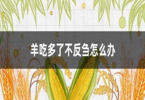 羊吃多了不反刍怎么办？