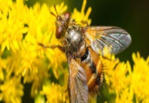 如何判断蜜蜂介王成功 蜂王对蜂群的作用是什么？