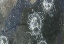 桃花水母多少钱一只 它吃什么食物 分布在哪里