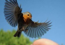 小鸟飞进店里预示什么？