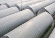 正确覆盖大棚膜的方法 这几个步骤不可不知