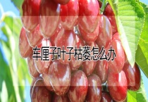 车厘子叶子枯萎怎么办？