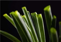 小葱起白点打什么农药