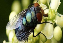 苍蝇的生活习性 苍蝇的活动受温度影响