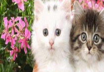 近亲繁殖的猫咪会怎么样 附猫咪的繁殖期