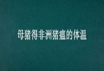 母猪得非洲猪瘟的体温