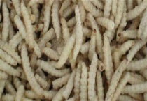 人工养殖竹虫技术