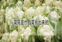 菜花是什么菜长出来的