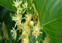 椴树蜜好还是野桂花蜜好 从以下几方面进行比较