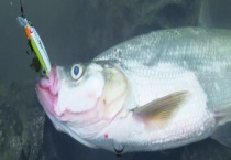 翘嘴什么季节好钓？详细介绍