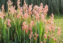 美人蕉花期是什么时候 美人蕉的养殖多久？