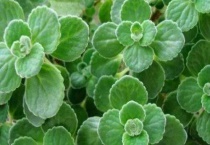 碰碰香开花吗？