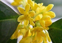 桂花不开花是什么原因？