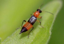 隐翅虫咬人后症状