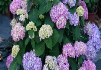 无尽夏与绣球花有什么不同 无尽夏该怎么养