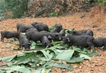 养10头香猪一年能赚多少钱