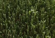 水培豌豆苗可以见光吗？