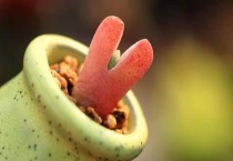 多肉植物虾钳种子怎么种植