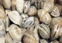 花蛤与腰蛤有什么不同 腰蛤味道如何