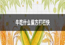 牛吃什么偏方打栏快