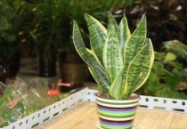 虎皮兰剪下来能直接插土里吗？