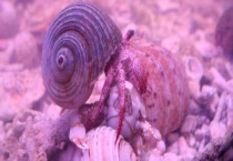 寄居蟹怎么繁殖