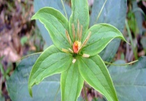 草河车和拳参的区别？ 附主要价值及药用附方