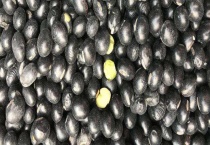 绿心黑豆是转基因的吗？和黄心黑豆有什么区别？？