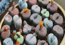 生石花有毒吗？